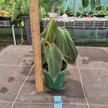 Load image into Gallery viewer, #604 Philodendron Gigas