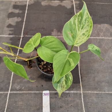 #709 2 x Headed Variegated Philodendron Heart Leaf