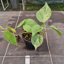 Load image into Gallery viewer, #709 2 x Headed Variegated Philodendron Heart Leaf
