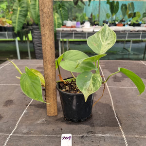 #709 2 x Headed Variegated Philodendron Heart Leaf