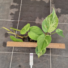 Load image into Gallery viewer, #709 2 x Headed Variegated Philodendron Heart Leaf