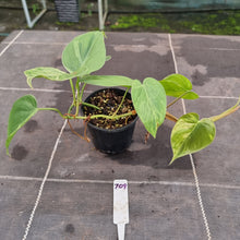 Load image into Gallery viewer, #709 2 x Headed Variegated Philodendron Heart Leaf
