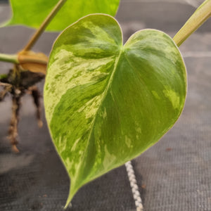 #709 2 x Headed Variegated Philodendron Heart Leaf
