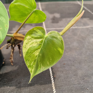 #709 2 x Headed Variegated Philodendron Heart Leaf