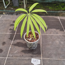 Load image into Gallery viewer, #107 Anthurium Polydactylum - Well rooted/shot cutting