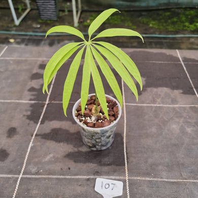 #107 Anthurium Polydactylum - Well rooted/shot cutting