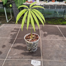 Load image into Gallery viewer, #107 Anthurium Polydactylum - Well rooted/shot cutting