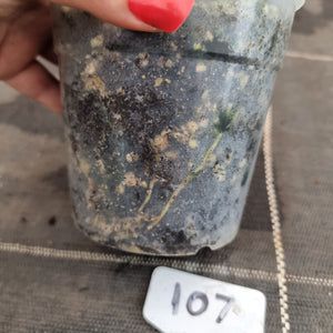 #107 Anthurium Polydactylum - Well rooted/shot cutting