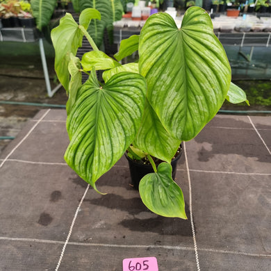 #605 Philodendron Silver Cloud