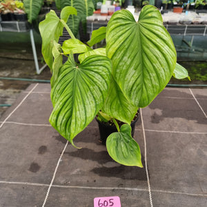 #605 Philodendron Silver Cloud