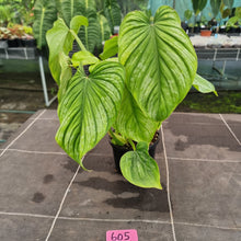 Load image into Gallery viewer, #605 Philodendron Silver Cloud