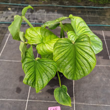 Load image into Gallery viewer, #605 Philodendron Silver Cloud