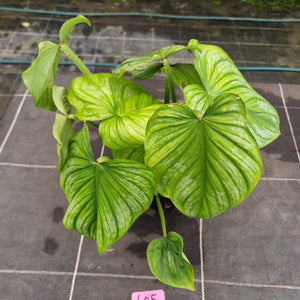 #605 Philodendron Silver Cloud