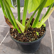 Load image into Gallery viewer, #605 Philodendron Silver Cloud