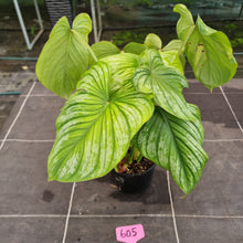 Load image into Gallery viewer, #605 Philodendron Silver Cloud