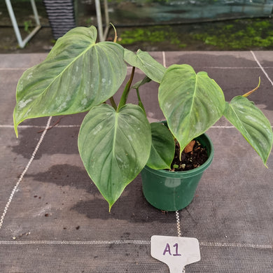 #A1 Philodendron Majestic