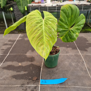 #A2 Philodendron Majestic