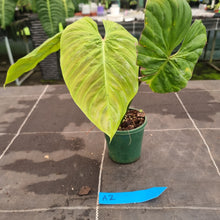 Load image into Gallery viewer, #A2 Philodendron Majestic