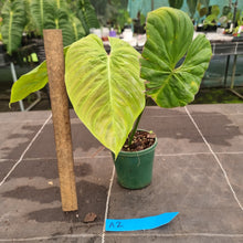 Load image into Gallery viewer, #A2 Philodendron Majestic