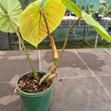 Load image into Gallery viewer, #A2 Philodendron Majestic
