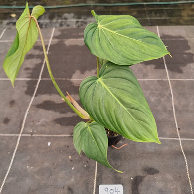 #904 Philodendron Pastazanum x Gloriosum