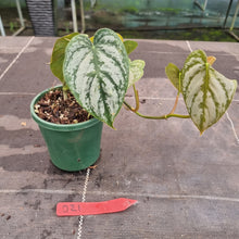 Load image into Gallery viewer, #D21 Philodendron Brandtianum