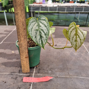 #D21 Philodendron Brandtianum