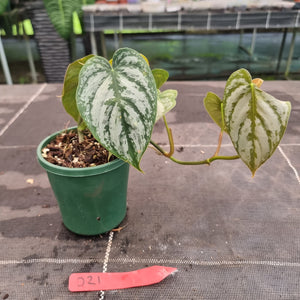 #D21 Philodendron Brandtianum