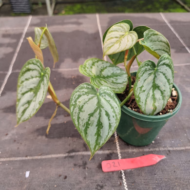 #D21 Philodendron Brandtianum