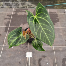 Load image into Gallery viewer, #100 Anthurium NOID