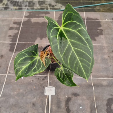 #100 Anthurium NOID