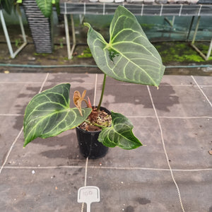 #100 Anthurium NOID