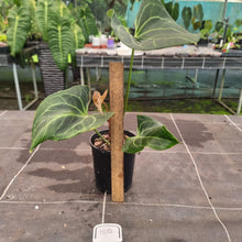 Load image into Gallery viewer, #100 Anthurium NOID