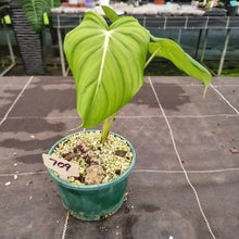 Load image into Gallery viewer, #709 Philodendron Dean McDowell