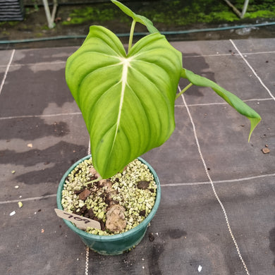 #709 Philodendron Dean McDowell