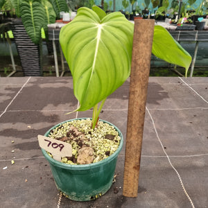 #709 Philodendron Dean McDowell