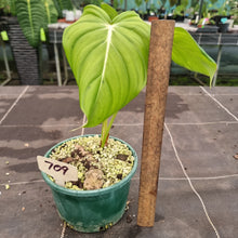 Load image into Gallery viewer, #709 Philodendron Dean McDowell