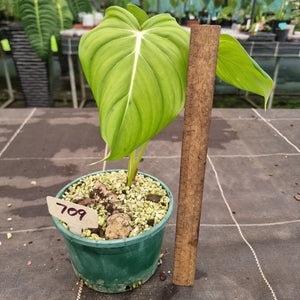 #709 Philodendron Dean McDowell