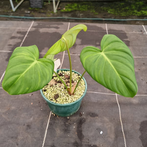 #709 Philodendron Dean McDowell
