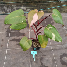 Load image into Gallery viewer, #2 Philodendron Pink Princess