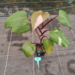 #2 Philodendron Pink Princess