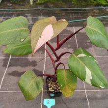 Load image into Gallery viewer, #2 Philodendron Pink Princess