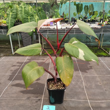 Load image into Gallery viewer, #2 Philodendron Pink Princess