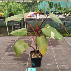 #2 Philodendron Pink Princess