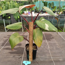 Load image into Gallery viewer, #2 Philodendron Pink Princess
