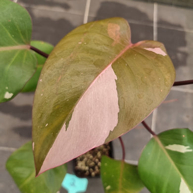 #2 Philodendron Pink Princess