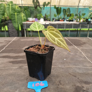 #106 Anthurium Magnificum Hybrid x