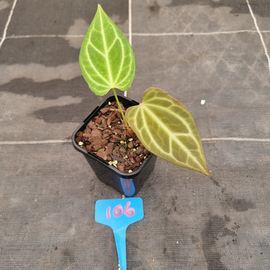 #106 Anthurium Magnificum Hybrid x