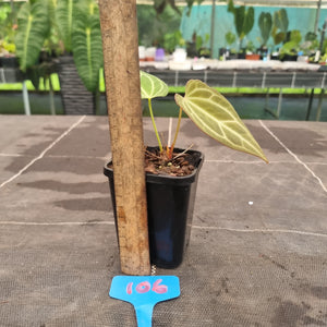 #106 Anthurium Magnificum Hybrid x
