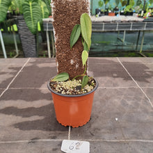 Load image into Gallery viewer, #62 Philodendron Burle Marx Fantasy
